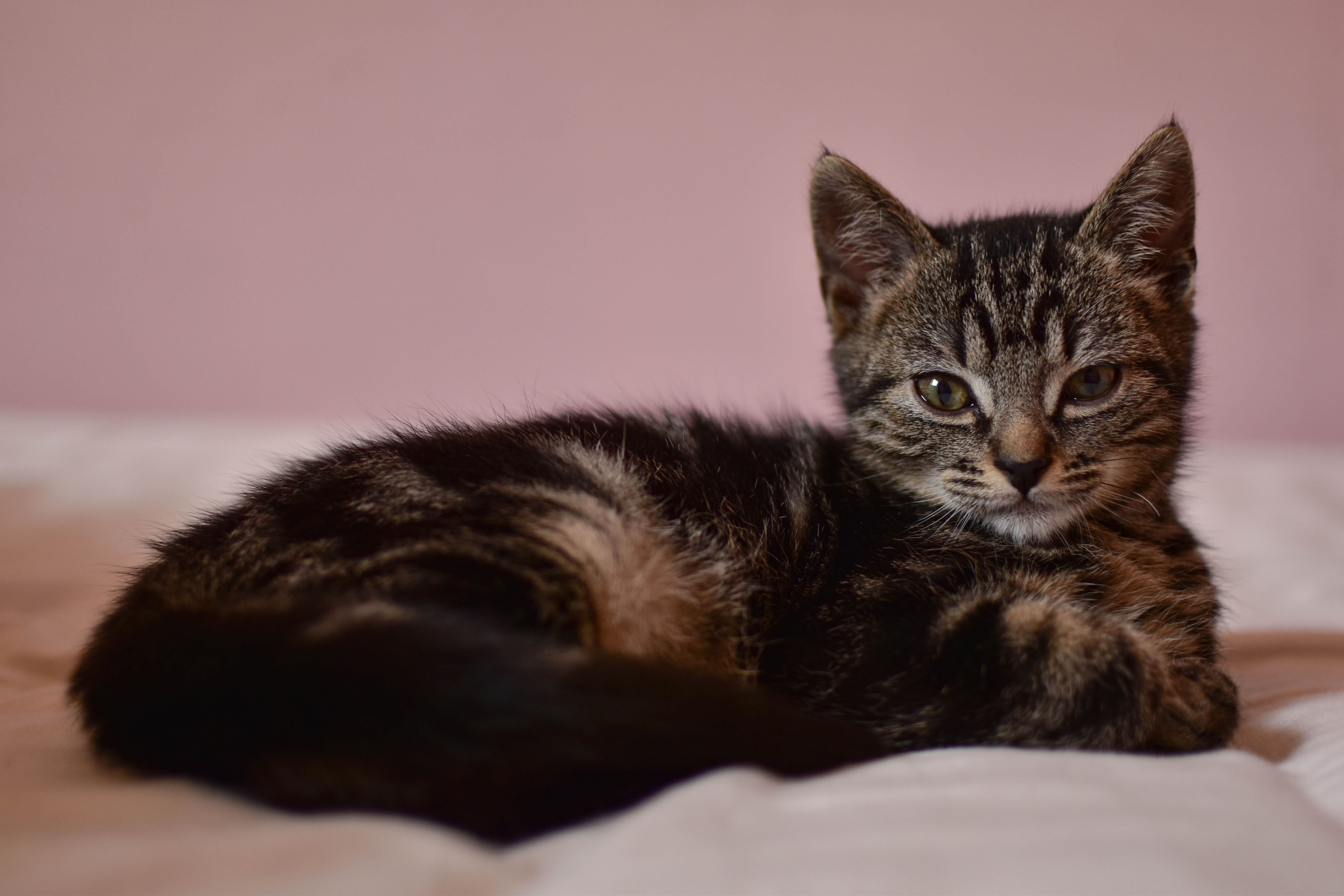 Photo de chat 4